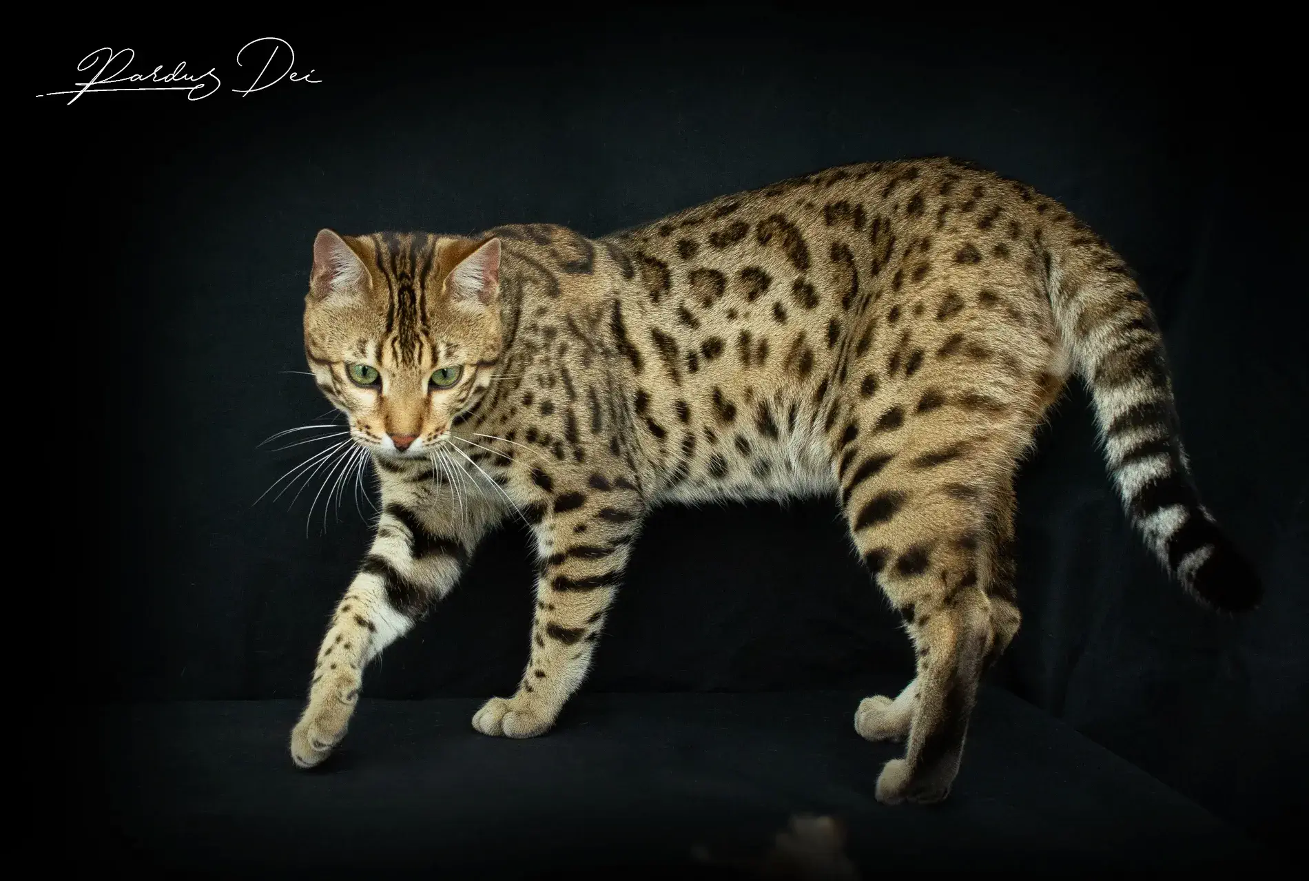 chaton bengal